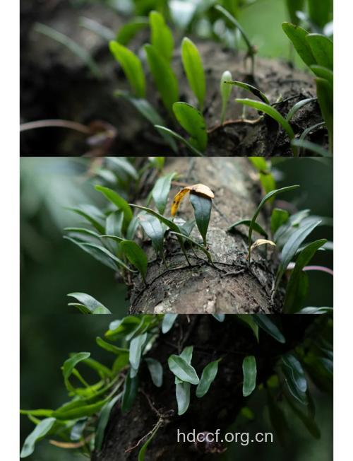 贴生石韦的功效与作用