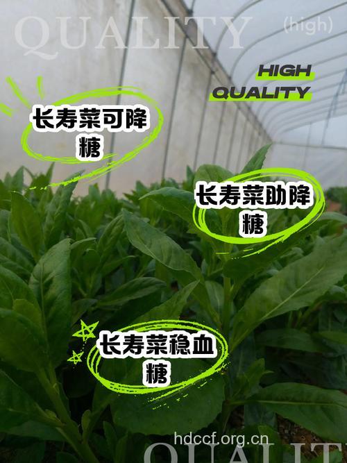 4种长寿菜可以让你多活几年