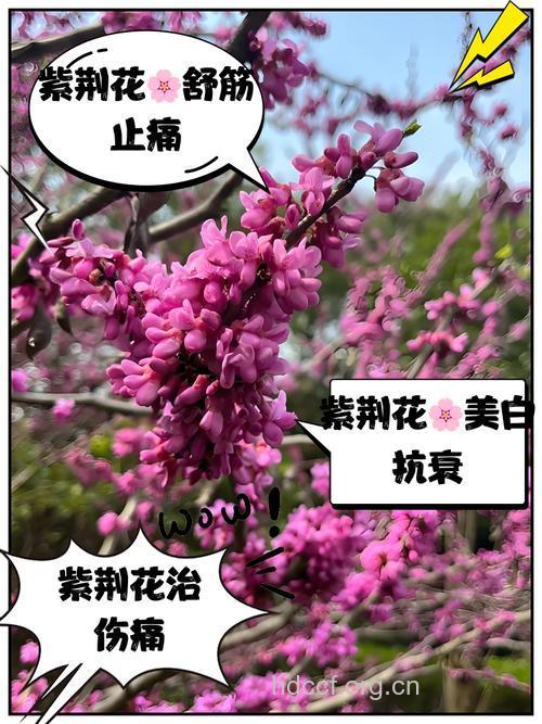 紫荆花的功效与作用