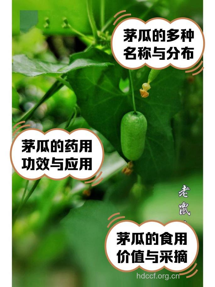 茅瓜的功效与作用