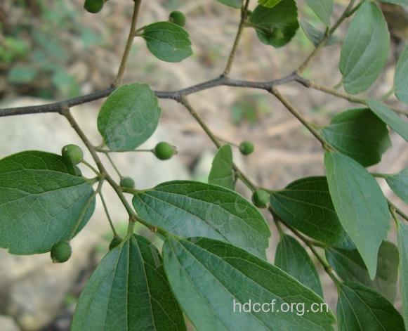 紫弹树的功效与作用