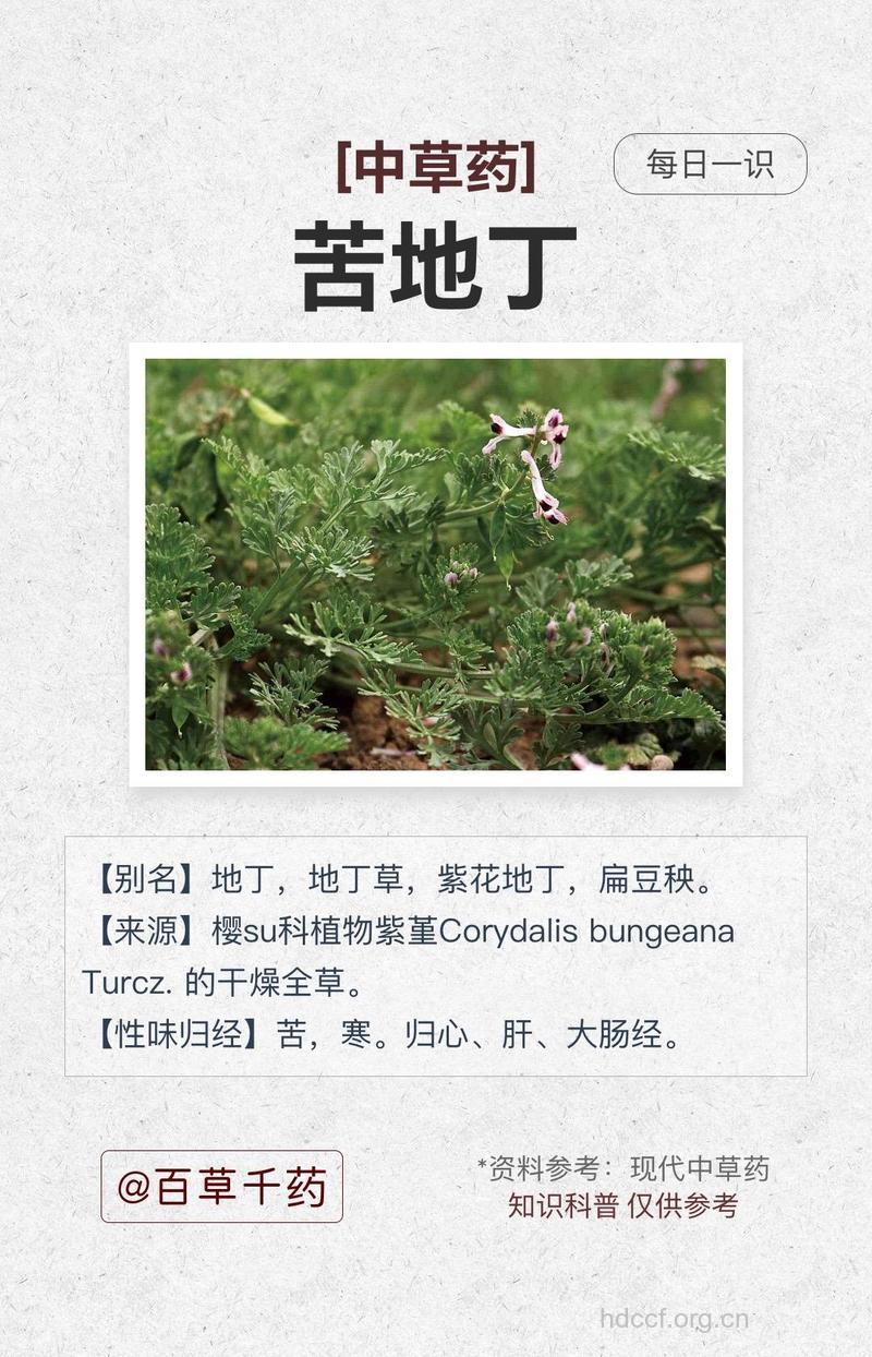 苦地丁的功效与作用