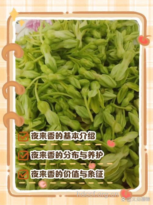 夜来香的功效与作用