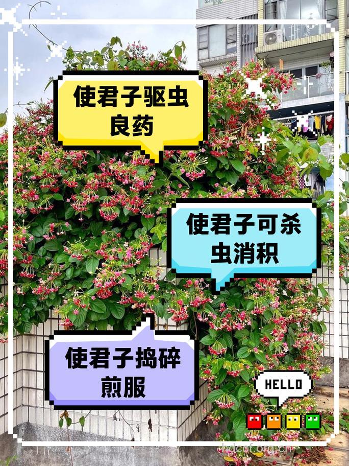 使君子的功效与作用