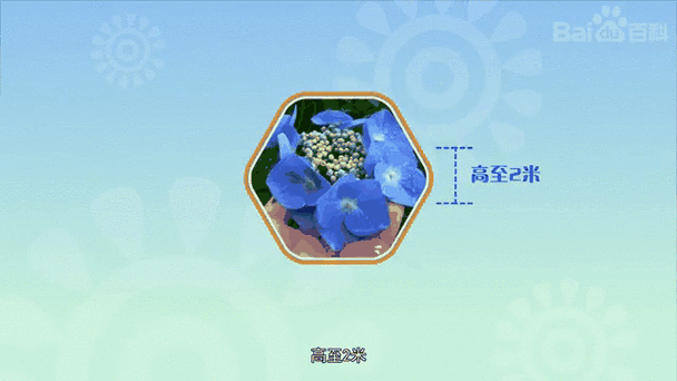 马边绣球的功效与作用