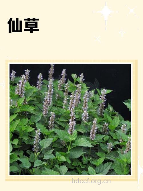 仙百草的功效与作用