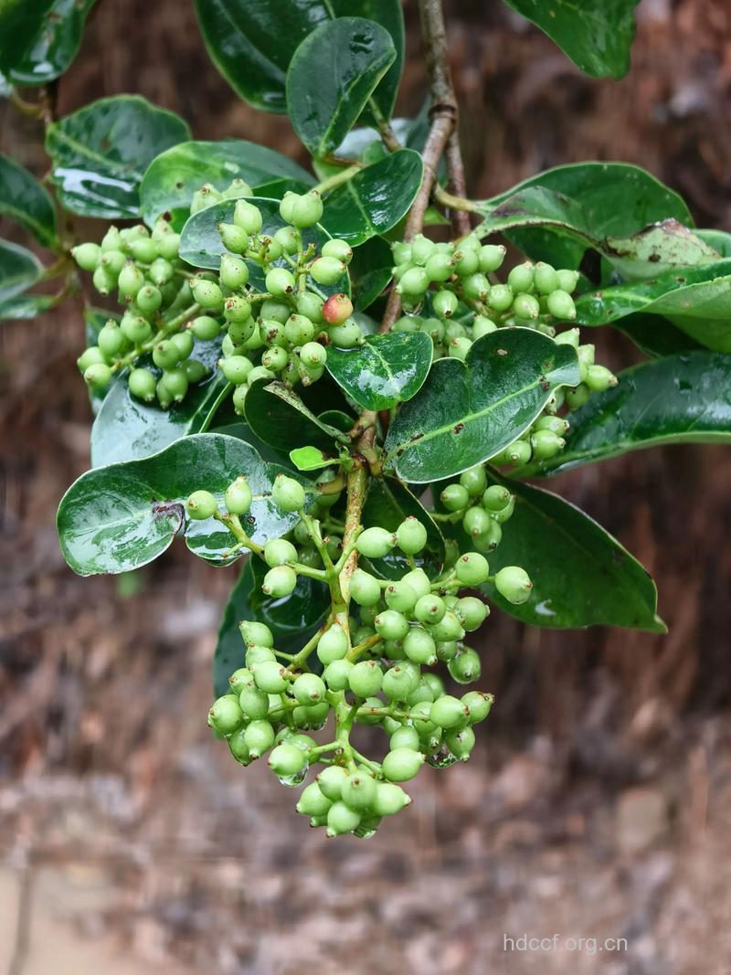 早禾树的功效与作用