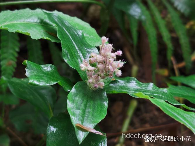 聚花草的功效与作用