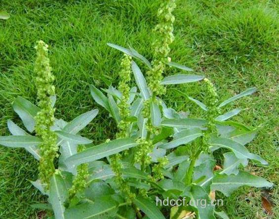 山大黄（波叶大黄）的功效与作用