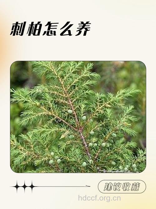 山刺柏的功效与作用