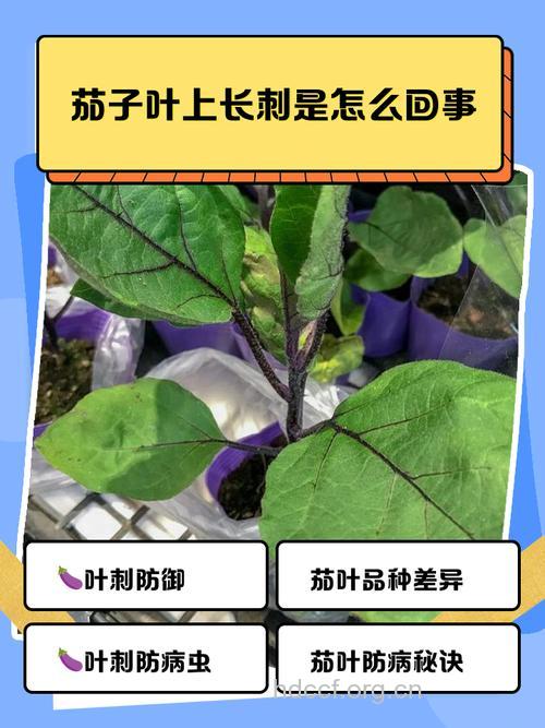 茄叶的功效与作用