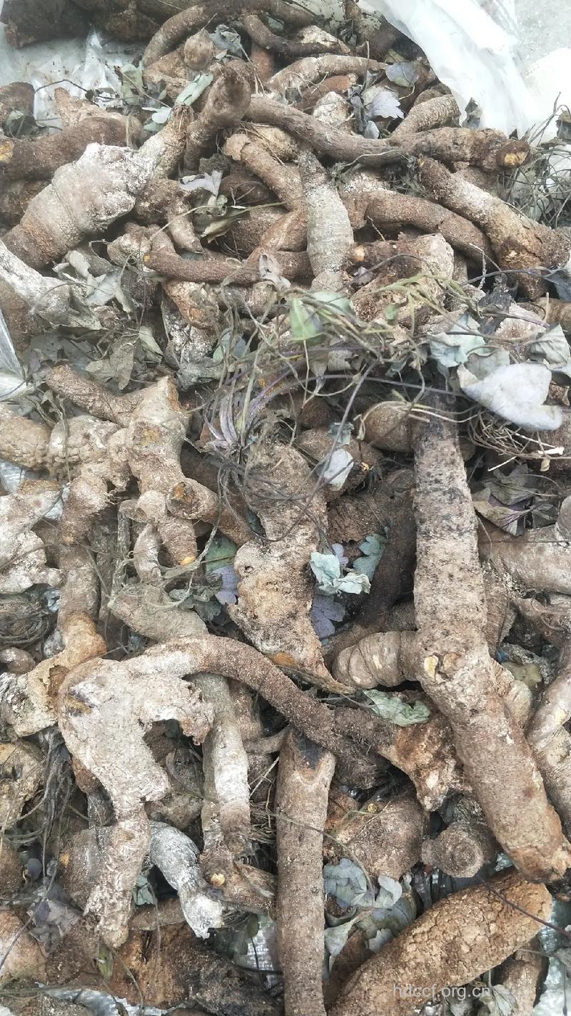 岩七的功效与作用