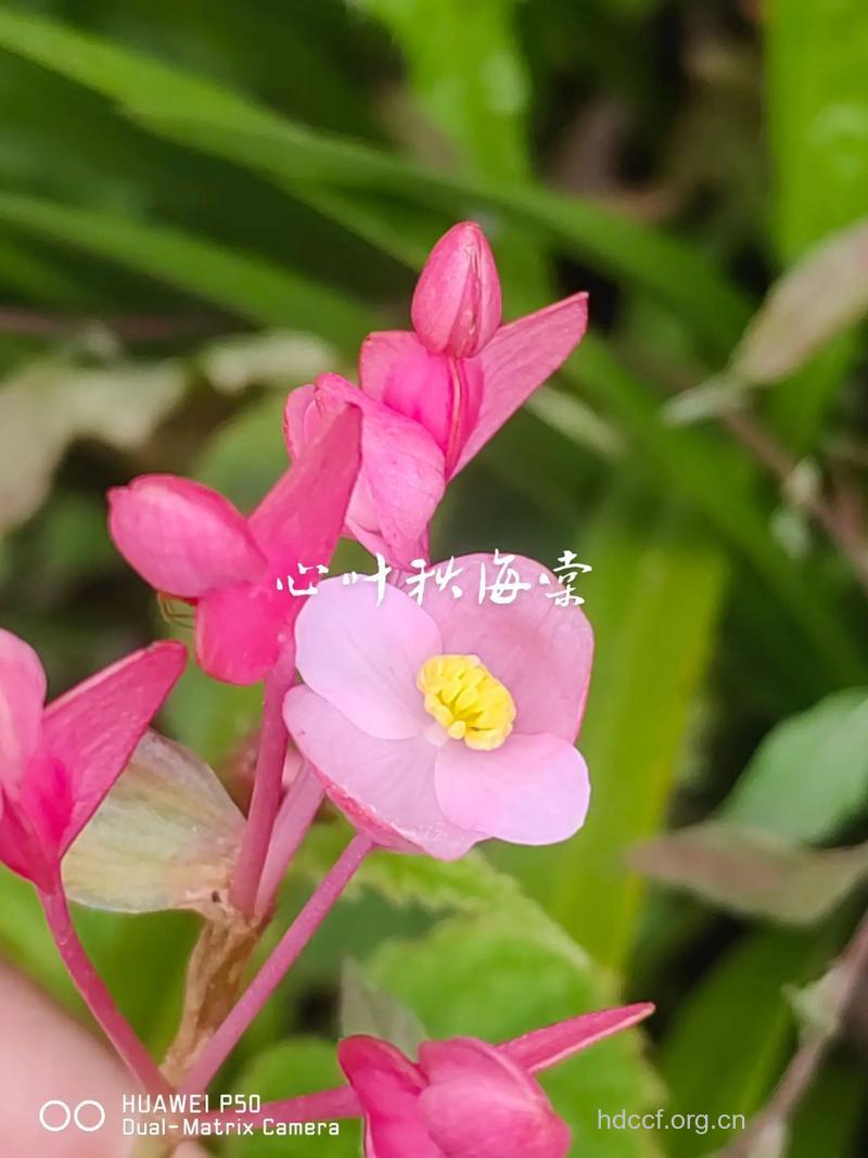 心叶秋海棠的功效与作用