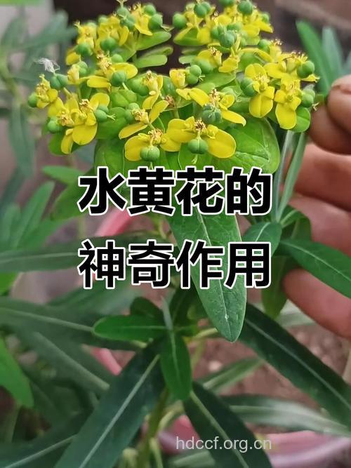 水黄花的功效与作用