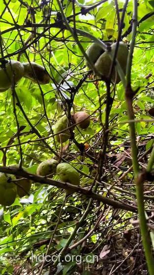 牛藤果的功效与作用