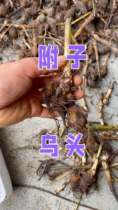 乌头附子尖的功效与作用