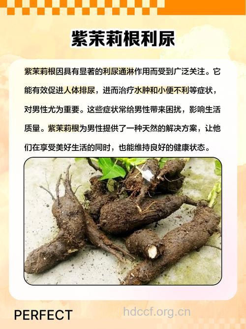 紫茉莉的功效与作用