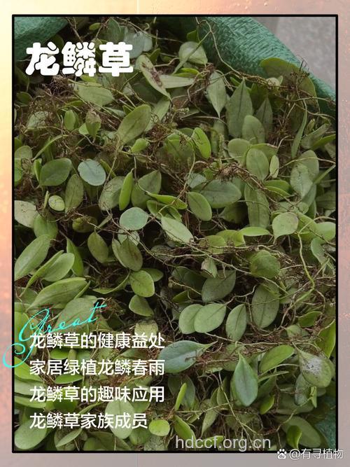龙鳞草的功效与作用