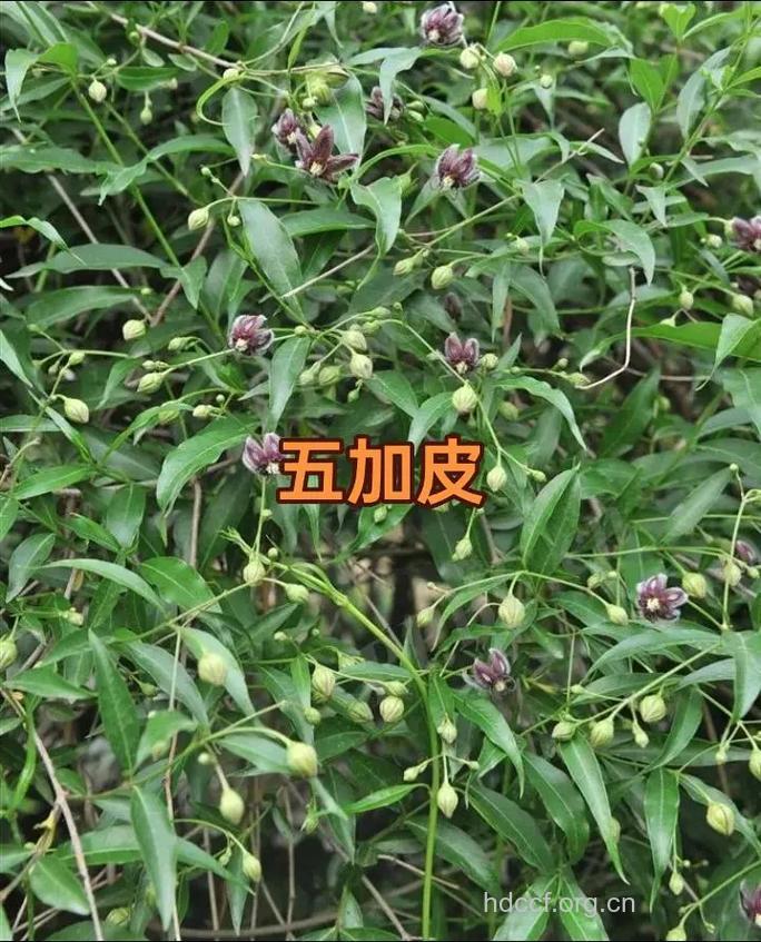 毛五加皮的功效与作用