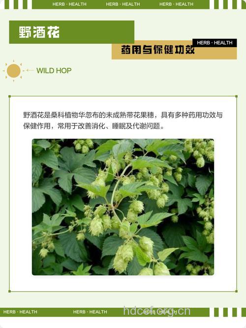 野酒花的功效与作用
