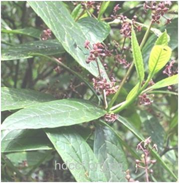 西藏桃叶珊瑚根的功效与作用