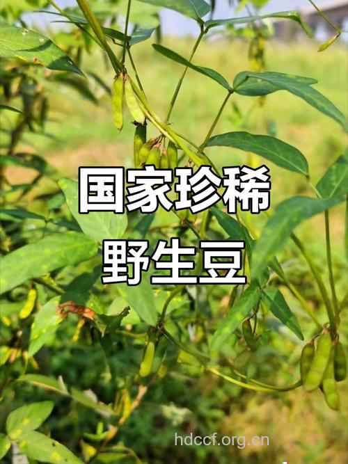 野京豆的功效与作用