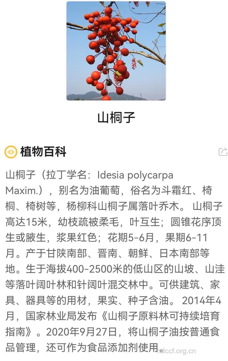 山桐子的功效与作用