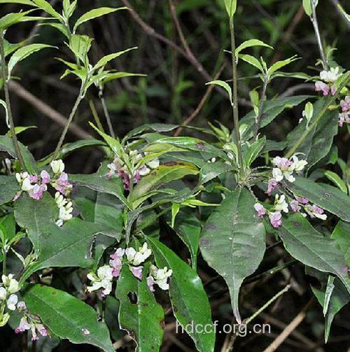 乌棒子的功效与作用