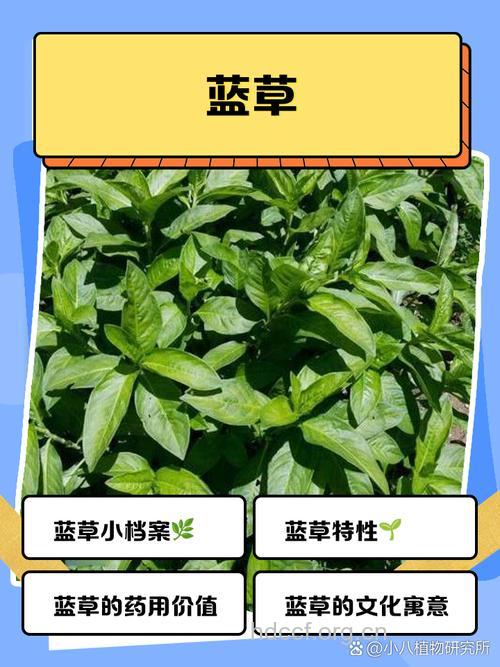 蓝天草的功效与作用