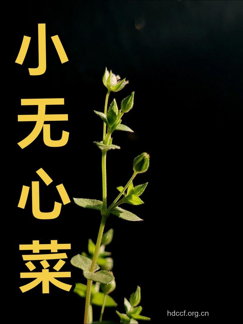 小无心菜的功效与作用