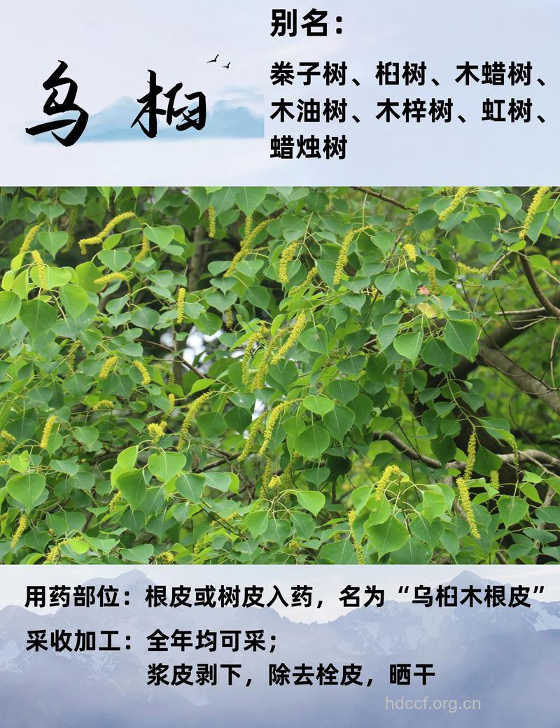 圆叶乌桕的功效与作用