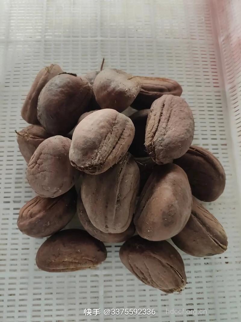 油渣果的功效与作用