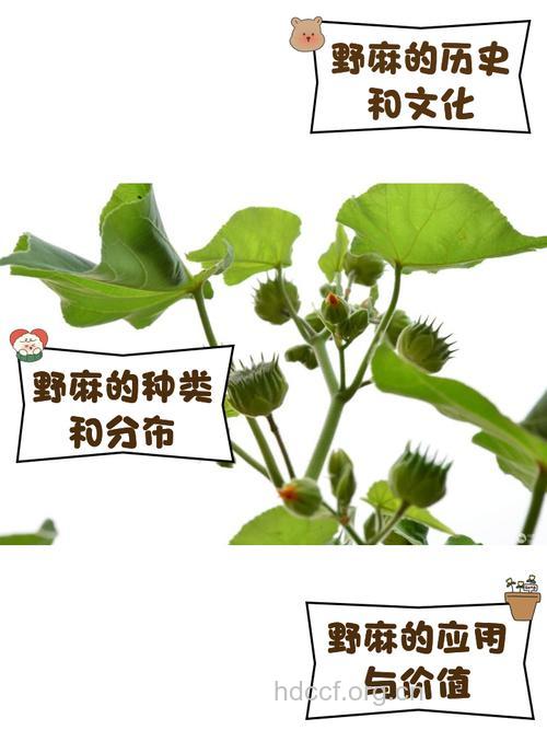 野油麻的功效与作用