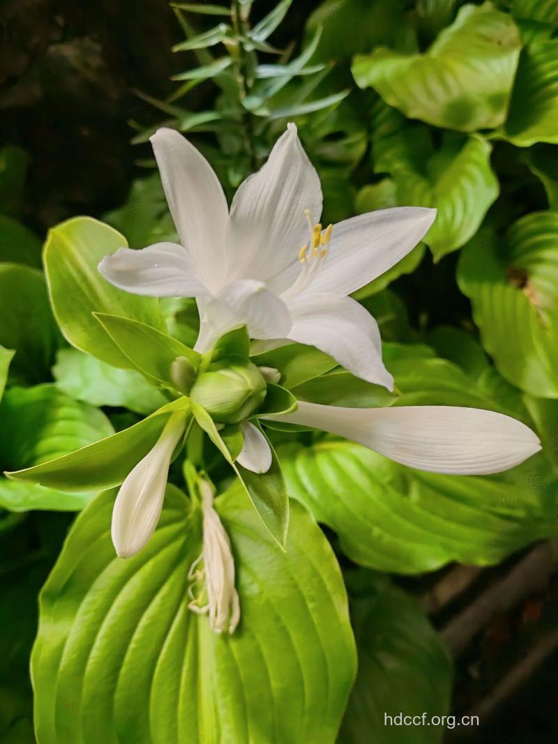 玉簪花根的功效与作用