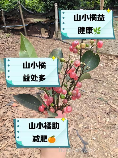 山小橘的功效与作用