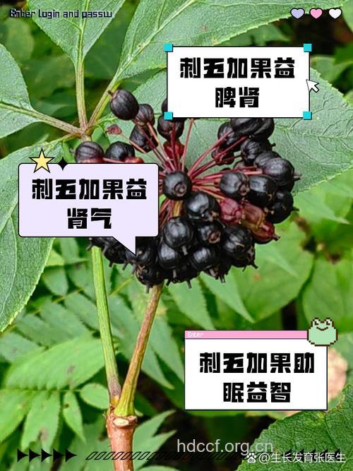 五加果的功效与作用