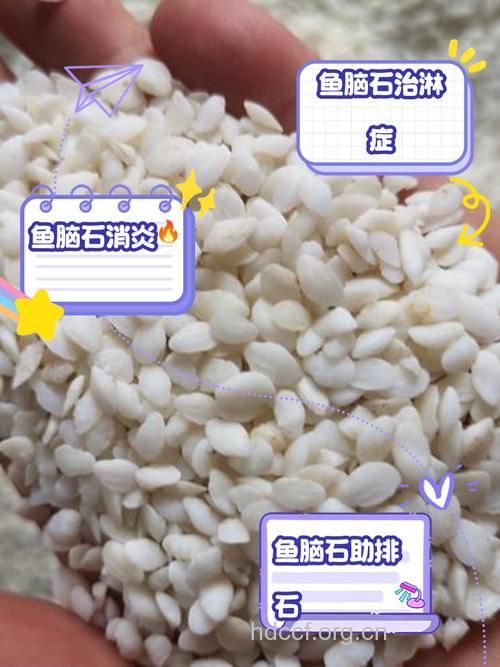 鲤鱼脑的功效与作用