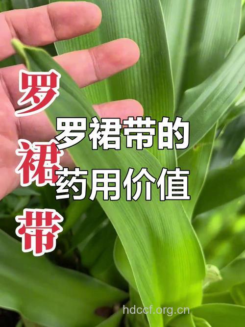 罗裙带根的功效与作用