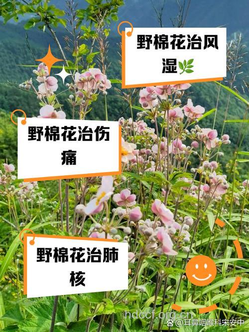 野棉花的功效与作用