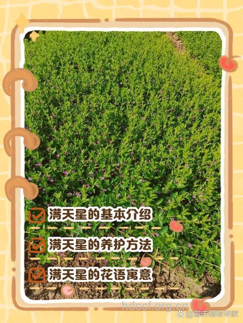 满天飞的功效与作用