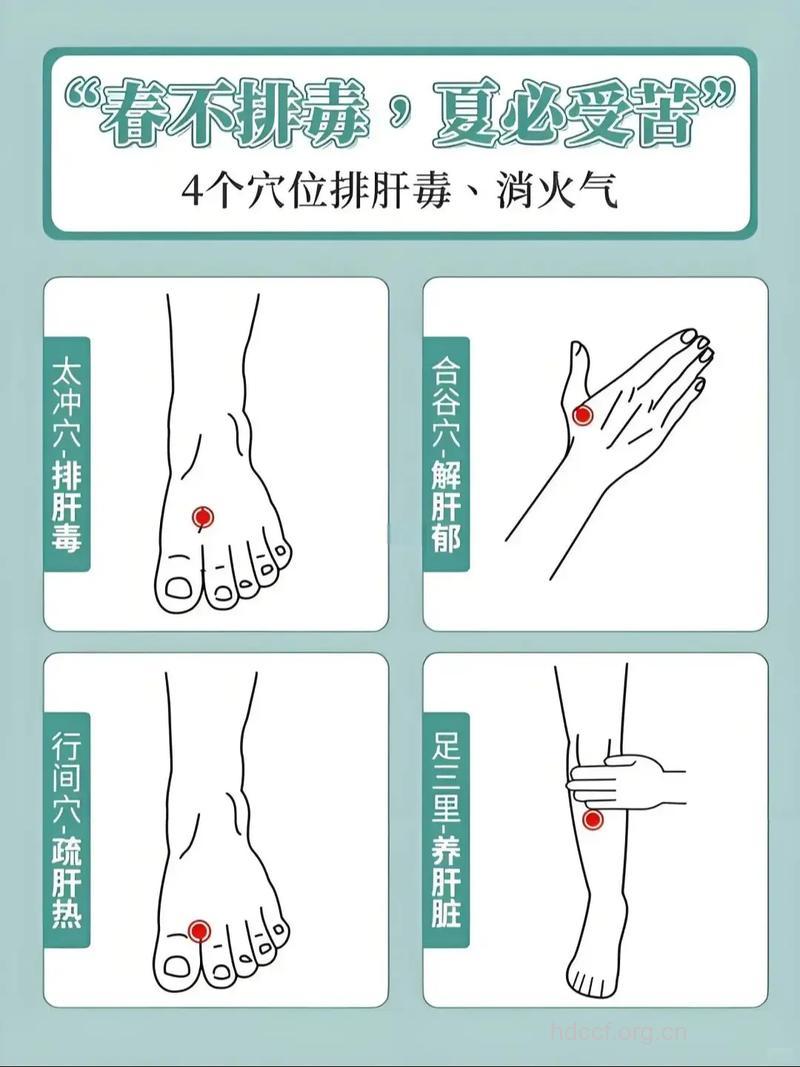 春季按摩3个穴位可以养肝护肝