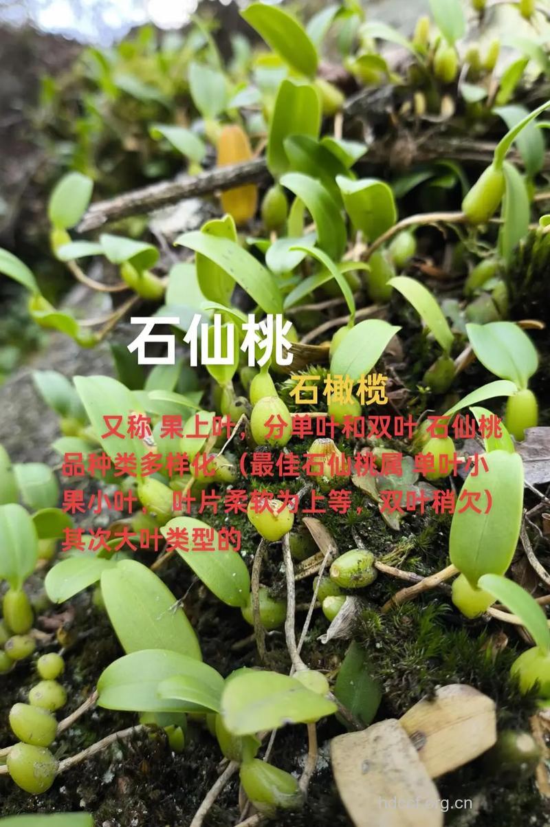 石仙桃的功效与作用