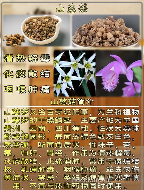 山慈菇叶的功效与作用
