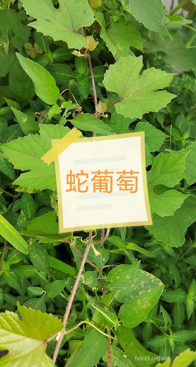 假葡萄的功效与作用