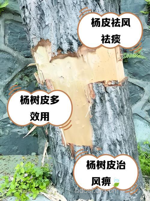 水杨木白皮的功效与作用