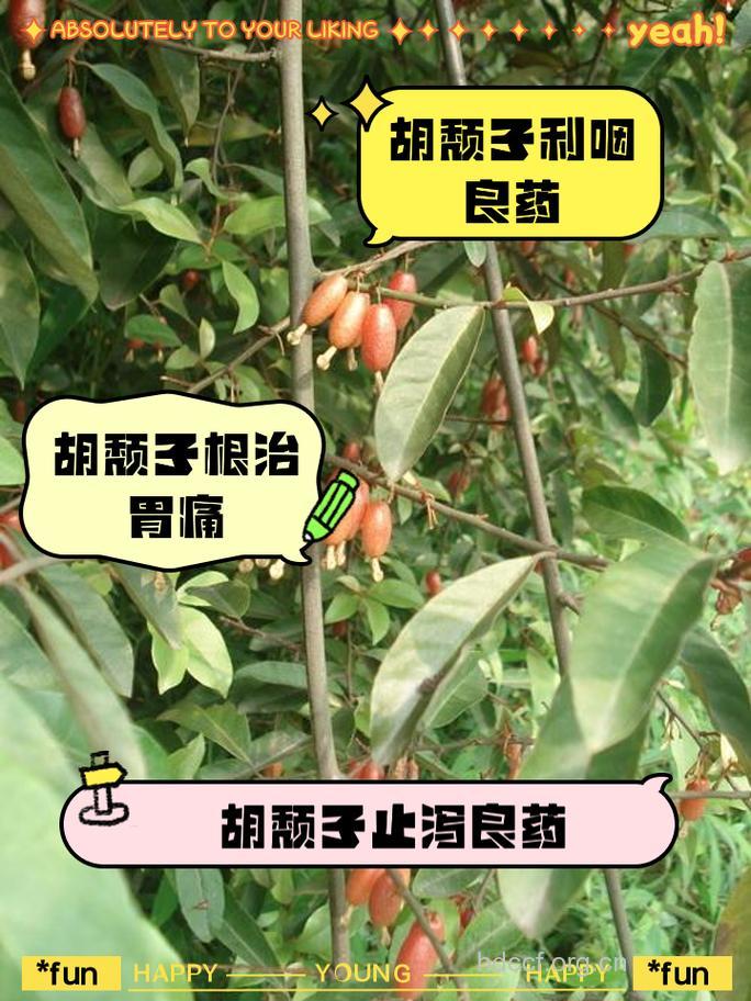 角花胡颓子的功效与作用