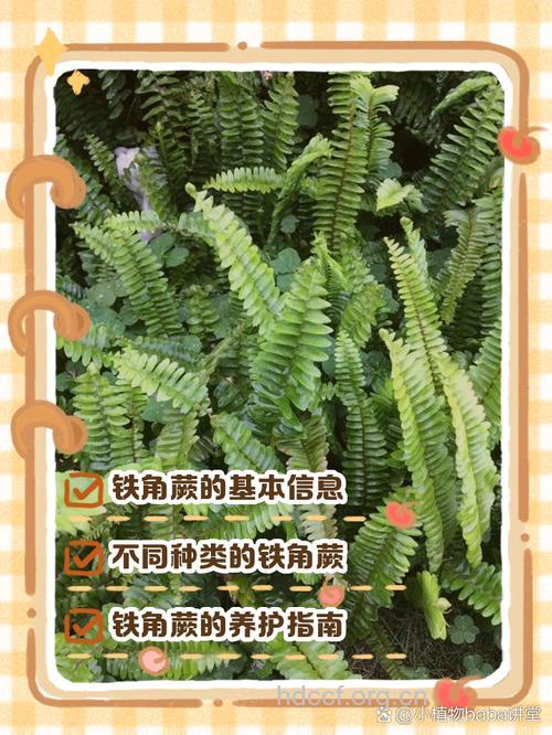 三翅铁角蕨的功效与作用