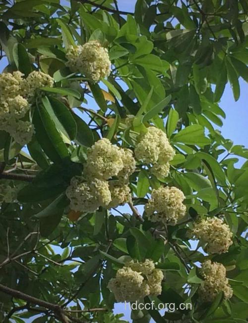 盆架树的功效与作用