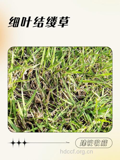细草的功效与作用
