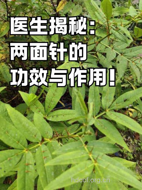 下山虎的功效与作用